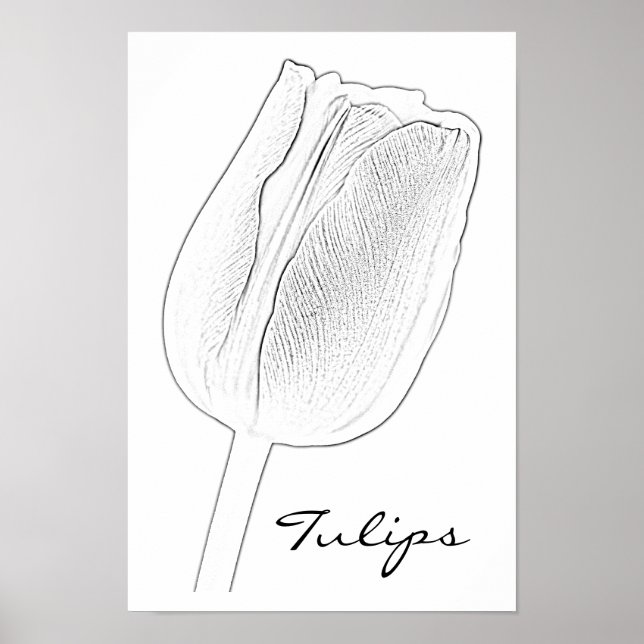 Póster Tulip Sketch (Frente)