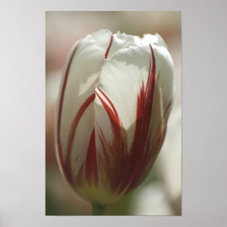 Póster Tulip suprise