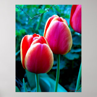 Póster Tulip Vermelho