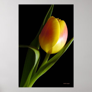 Poster Tulipa