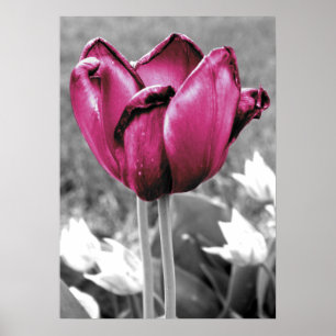 Póster Tulipa