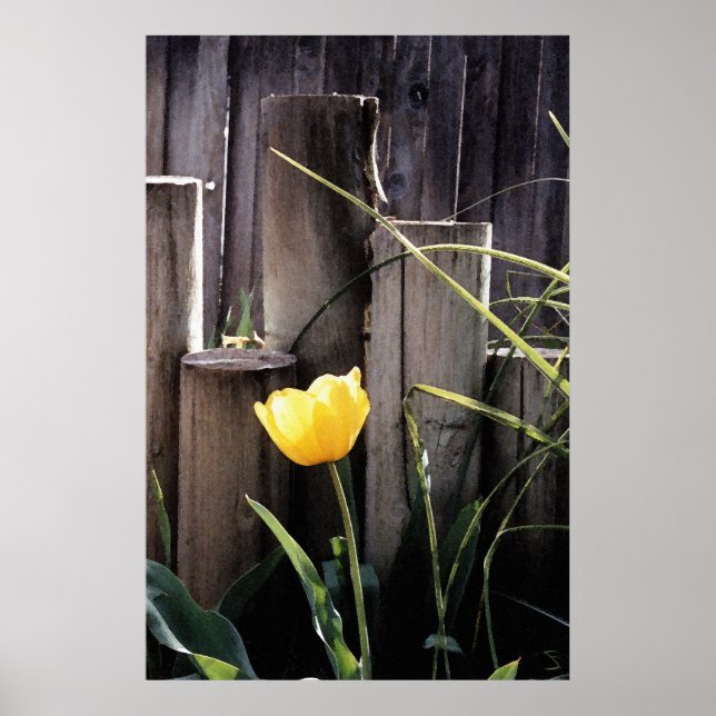 Poster Tulipa Amarela (Frente)