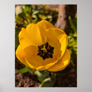 Poster Tulipa Amarela de Primavera Macro