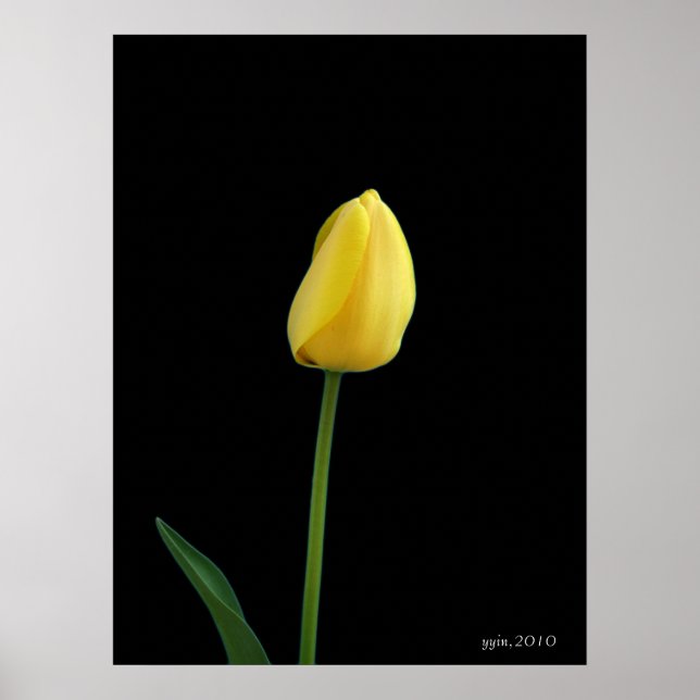 Poster tulipa amarela solteiro (Frente)
