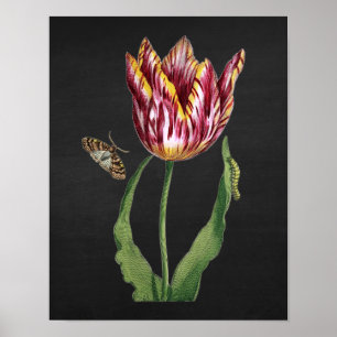 Poster Tulipa com fundo preto no.1 da imagem do quadro