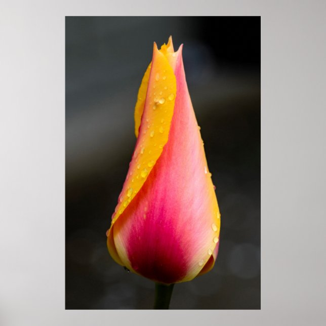 Poster Tulipa com gotículas de água 2 (Frente)