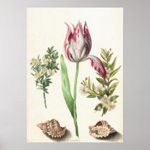 Tulipa com Ilustração Botânica de Conchas