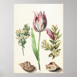Poster Tulipa com Ilustração Botânica de Conchas