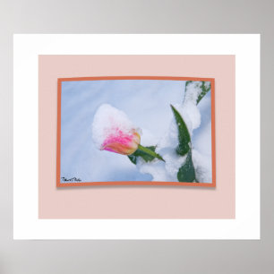 Poster Tulipa cor-de-rosa coberto de neve