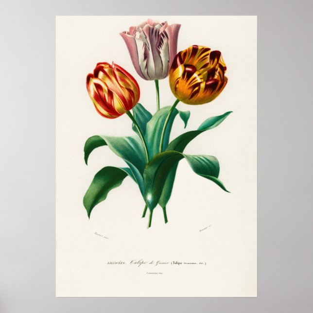 Poster Tulipa de Didier (Tulipa gesneriana) (Frente)