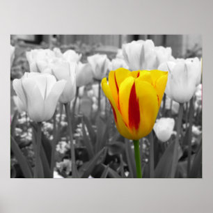 Poster Tulipa de Espera