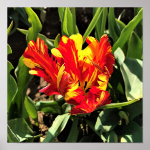 Poster Tulipa de Papagaio Flaming de dentro a