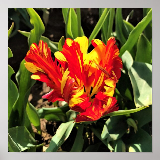 Poster Tulipa de Papagaio Flaming de dentro a (Frente)