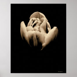 Poster Tulipa de Vintage em Fundo Preto