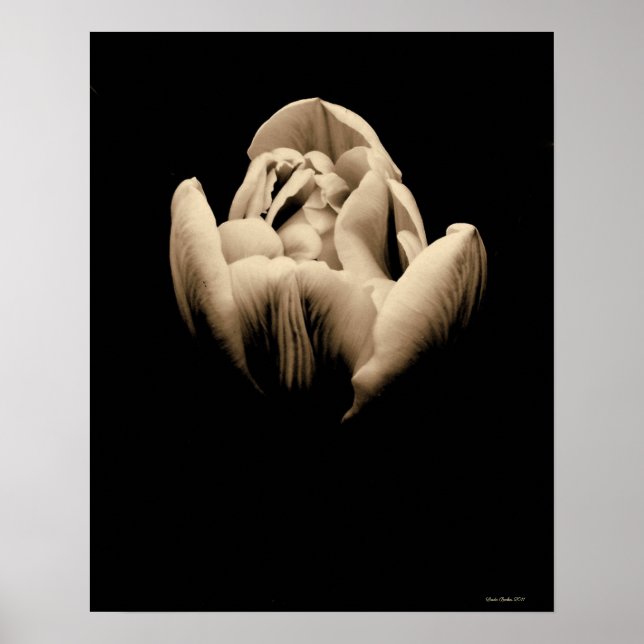Poster Tulipa de Vintage em Fundo Preto (Frente)