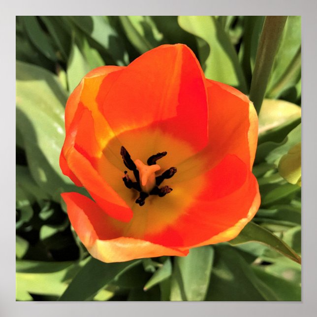 Poster Tulipa dentro Laranja (Frente)