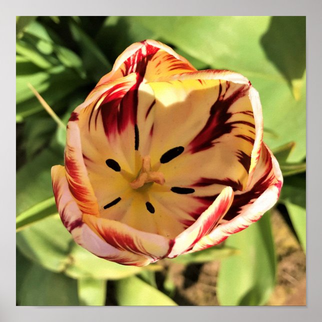 Poster Tulipa dentro vermelha e branca (Frente)