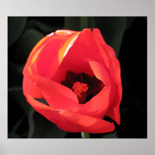 Poster Tulipa do escarlet