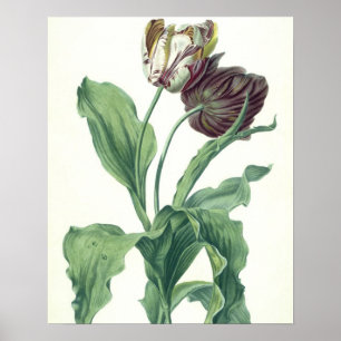 Poster Tulipa do jardim, da "ópera Botanica", gravado po