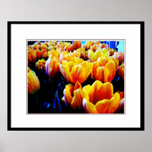 Poster tulipa do ouro