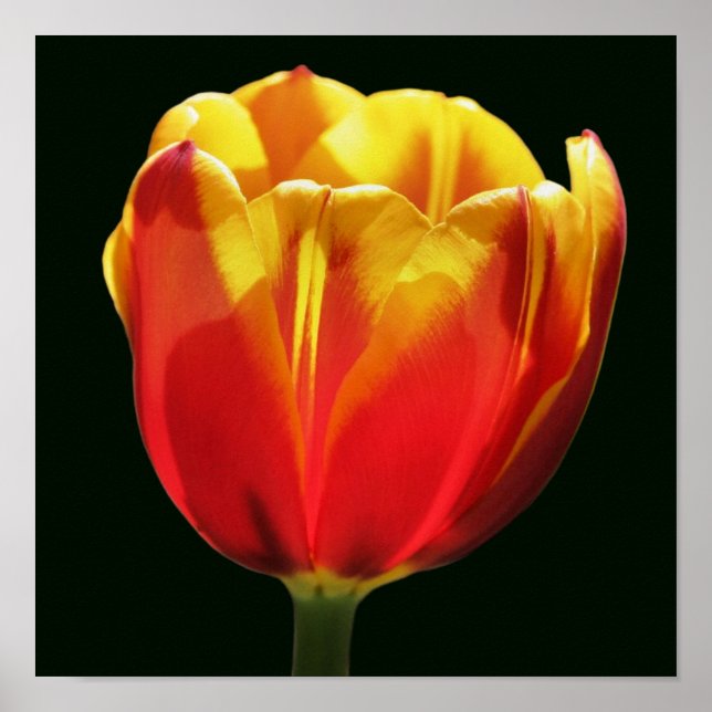 Poster Tulipa Flor Amarela Laranja Ardente Close Up (Frente)