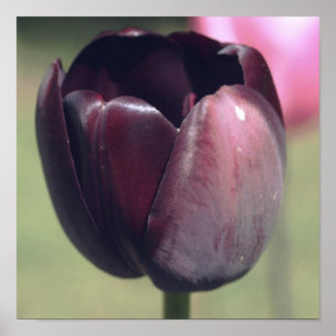 Poster Tulipa Flor Roxa Escura