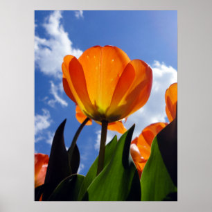 Poster Tulipa Laranja, Céu Azul