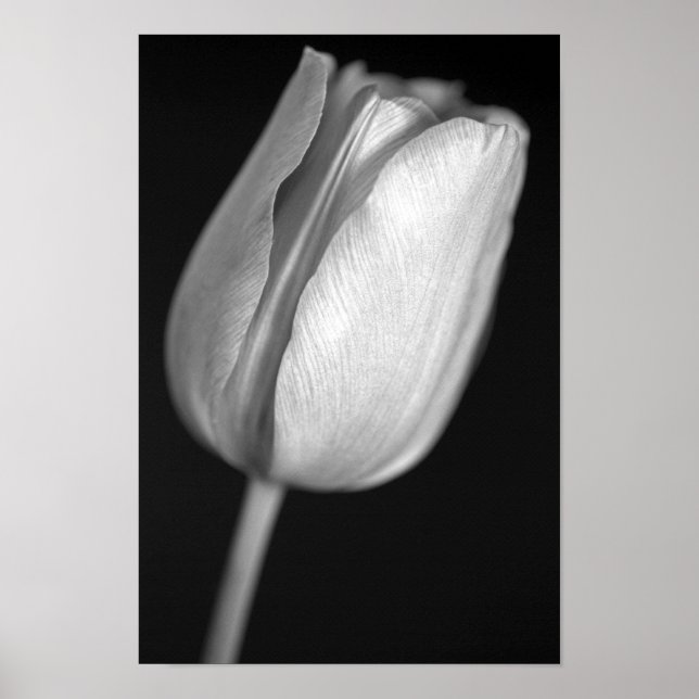 Póster Tulipa Meia-Tinta (Frente)