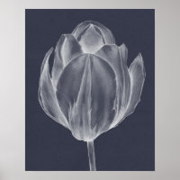 Tulipa monocromática I