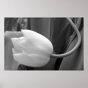 Poster Tulipa preto e branco