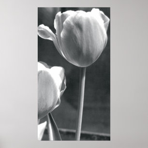 Póster Tulipa preto e branco