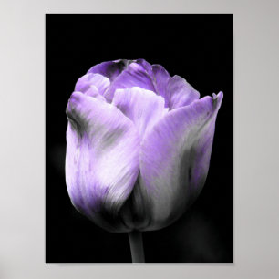 Poster Tulipa púrpura e em tons de cinza