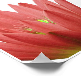 Poster Tulipa Rosa
