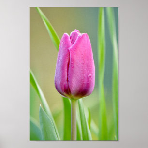 Poster Tulipa Rosa