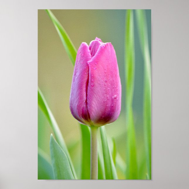 Poster Tulipa Rosa (Frente)