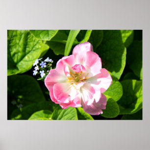 Poster Tulipa rosa-branca