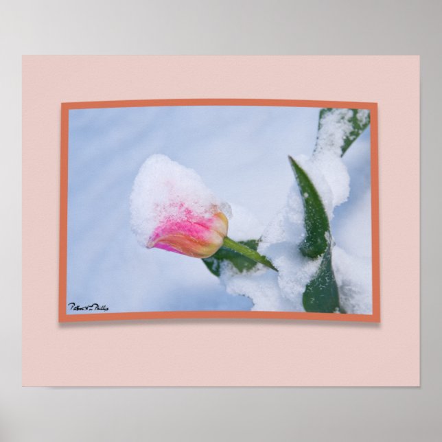 Poster Tulipa Rosa Coberta por Neve (Frente)