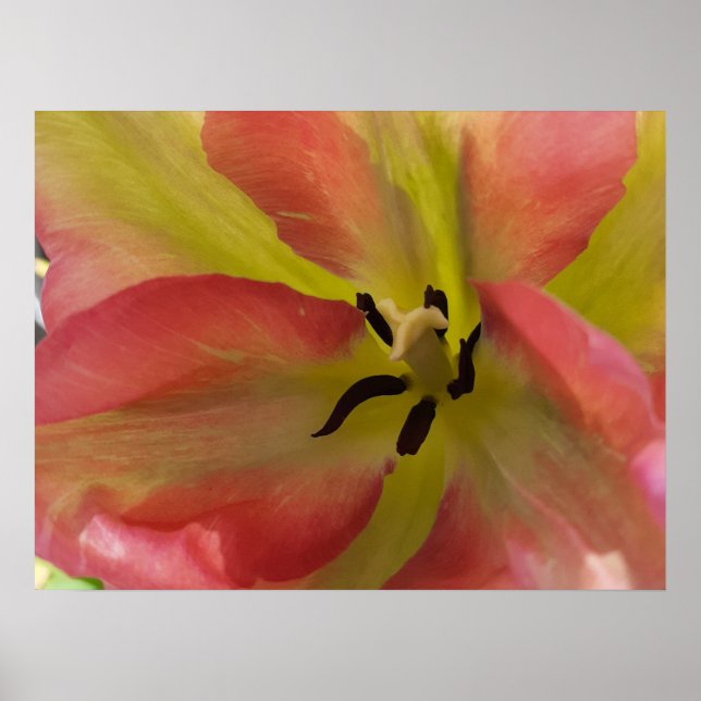 Poster Tulipa Rosa e Amarela (Frente)