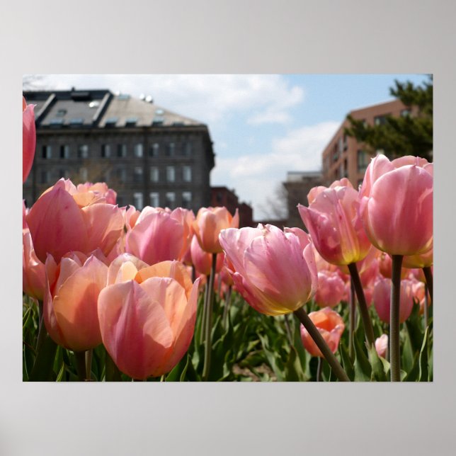 Poster Tulipa Rosa - Extremidade Norte (Frente)
