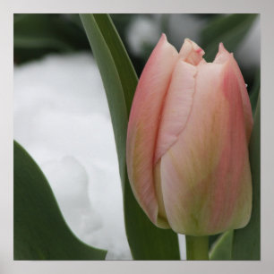 Poster Tulipa rosa na neve