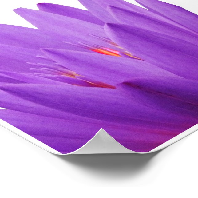 Poster Tulipa Roxa (Borda)