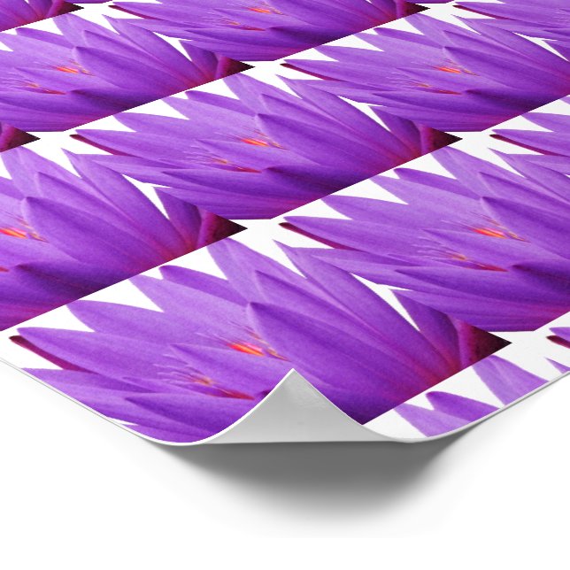 Poster Tulipa Roxa (Borda)