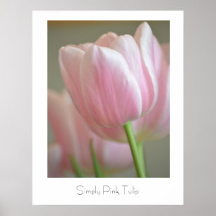 Póster Tulipa simplesmente cor-de-rosa