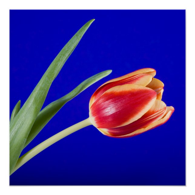 Póster Tulipa sobre fundo azul (Frente)