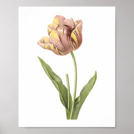 Póster tulipa (Tulipa culta) por Redouté