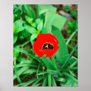 Poster Tulipa vermelha