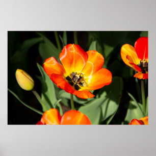 Poster Tulipa vermelha brilhante Foto
