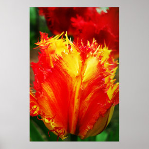 Poster Tulipa Vermelha E Amarelo