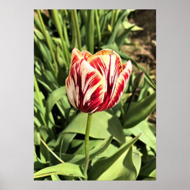 Poster Tulipa vermelha e branca (Frente)