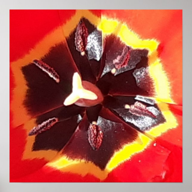 Poster Tulipa Vermelha Escarlate (Frente)